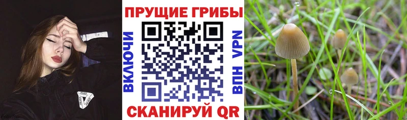 Псилоцибиновые грибы GOLDEN TEACHER  kraken зеркало  Абинск 