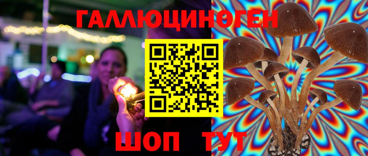 Галлюциногенные грибы Psilocybine cubensis Абинск